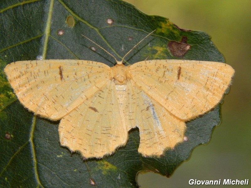 Geometridae da ID: Angerona prunaria